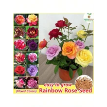 Stylish  Generous And Unique Argetrhsertht 100 Seeds Rainbow Rose Flower Seeds Mixed Assorted Varieties Rose Flowering Plant Seed DIY Home Garden Decor Bonsai Seeds For Planting Flowers Indoor Plants Real Plants Potted Live Rose Plants For  Home Gardening Seeds Easy To Grow In The Singapore - 100粒種子 - 查看 3