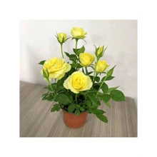Stylish  Generous And Unique Argetrhsertht 100 Seeds Rainbow Rose Flower Seeds Mixed Assorted Varieties Rose Flowering Plant Seed DIY Home Garden Decor Bonsai Seeds For Planting Flowers Indoor Plants Real Plants Potted Live Rose Plants For  Home Gardening Seeds Easy To Grow In The Singapore - 100粒種子 - 查看 6