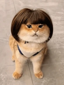 1 件宠物猫/狗假发，宠物用品，万圣节宠物配饰，卷发/直发宠物假发