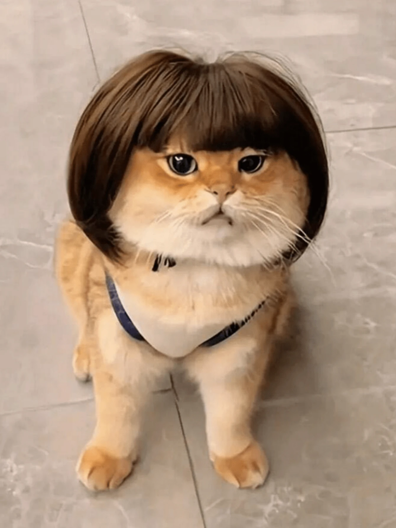 1 件宠物猫/狗假发，宠物用品，万圣节宠物配饰，卷发/直发宠物假发