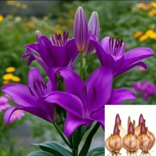 Rtuyyuipo Rare Seeds Double Lily Seeds 98 Seeds Of Elderly Drought-Tolerant Decorative Plants With Pleasant Scent And Huge Flowers For Gardening - 98 miếng (B001#3) - Xem 1