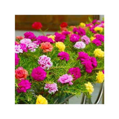 Exquisite Drought Resistant Seed Quality Assurance 2000 Mix Double Moss Rose Seeds For Planting (Portulaca Grandiflora) - Non-GMO Heirloom Seeds, Purslane Flower Seeds For Planting - Perfect Garden Seeds For Beds & Yards, Flower Garden