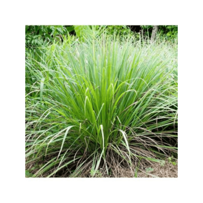200pcs Lemongrass Seeds, Lemongrass Seedlings Are Mainly Used For Landscaping In Gardens. Ground Cover