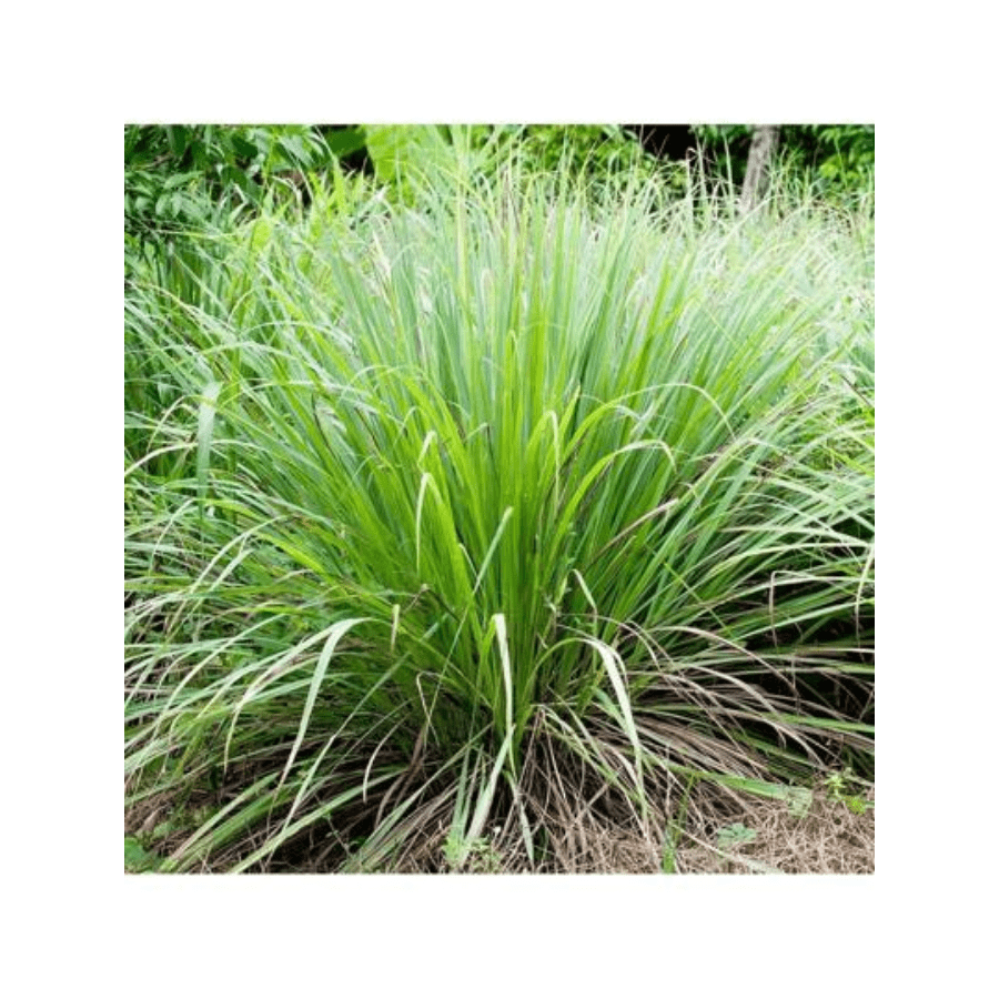 200pcs Lemongrass Seeds, Lemongrass Seedlings Are Mainly Used For Landscaping In Gardens. Ground Cover