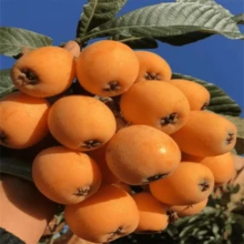 High Sporod Rate Varieties, Seeds And Fruit Tree Varieties Can Be Planted In All Seasons. - 10 - Xem 6