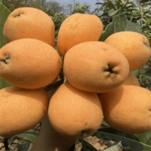 High Sporod Rate Varieties, Seeds And Fruit Tree Varieties Can Be Planted In All Seasons. - 10 - Xem 5