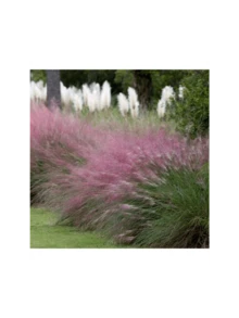 Free Home Delivery Aeragaggerg Fruit  Seeds Pink Muhly Grass Seeds, Perennial Muhlenbergia Capillaris MU0130R - 彩色 - 查看 5
