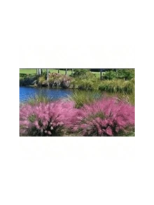 Free Home Delivery Aeragaggerg Fruit  Seeds Pink Muhly Grass Seeds, Perennial Muhlenbergia Capillaris MU0130R - 彩色 - 查看 4