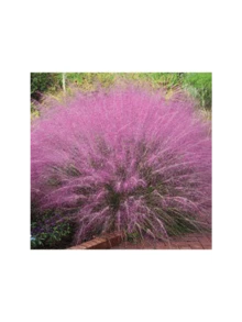 Free Home Delivery Aeragaggerg Fruit  Seeds Pink Muhly Grass Seeds, Perennial Muhlenbergia Capillaris MU0130R - 彩色 - 查看 6