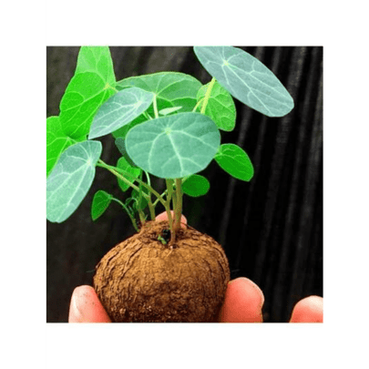 Rare Seeds Aeragaggerg Flowers Seeds Small Stephanie Seporta Seeds Set Suitable For Soil Hydroponic Professional Planting Gardening And Landscape Cultivation Beautify The Environment
