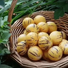 T678i4r6 Free Home Delivery High Quality Seeds  200 Ginseng Fruit Seeds Planted In All Seasons Of Eternal Spring Fruit Seeds High Yield Garden Balcony Potted Fruit Seedlings - 200 - 查看 6