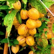 T678i4r6 Free Home Delivery High Quality Seeds  200 Ginseng Fruit Seeds Planted In All Seasons Of Eternal Spring Fruit Seeds High Yield Garden Balcony Potted Fruit Seedlings - 200 - 查看 3