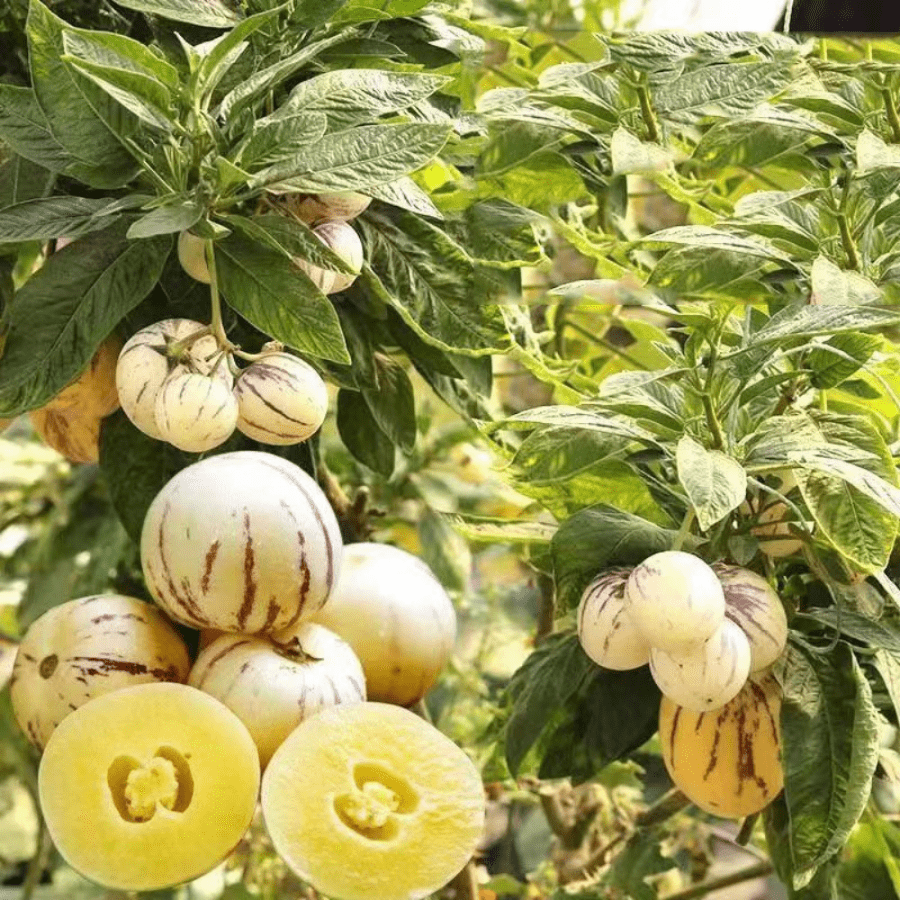 T678i4r6 Free Home Delivery High Quality Seeds  200 Ginseng Fruit Seeds Planted In All Seasons Of Eternal Spring Fruit Seeds High Yield Garden Balcony Potted Fruit Seedlings - 200 - 查看 8