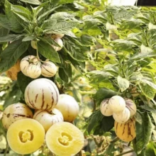 T678i4r6 Free Home Delivery High Quality Seeds  200 Ginseng Fruit Seeds Planted In All Seasons Of Eternal Spring Fruit Seeds High Yield Garden Balcony Potted Fruit Seedlings - 200 - 查看 5