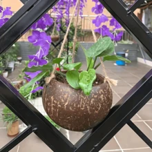 Maceta colgante de cáscara de coco, cáscara de coco natural, pulida a mano, cuerda para colgar, maceta, decoración retro de granja y restaurante, soporte para plantas, maceta para flores, canasta para flores - Café integral - Ver 2