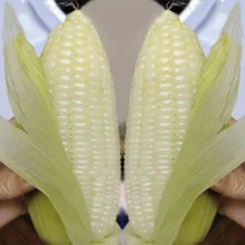 T678i4r6 Free Home Delivery High Quality Seeds  100 Pieces Of Super Sweet Butterfly Fruit Mini White Corn Seeds, Fresh Sweet Corn, All-Season Edible Corn, High Yield Sticky Corn - 100 hạt giống - Xem 4
