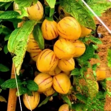 T678i4r6 Free Home Delivery High Quality Seeds  200 Ginseng Fruit Seeds Planted In All Seasons Of Eternal Spring Fruit Seeds High Yield Garden Balcony Potted Fruit Seedlings - 200 - 查看 4