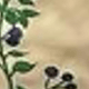Nhiều màu
