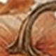 متعدد الألوان