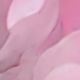 Hồng