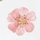 flores rosas