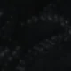 الأسود
