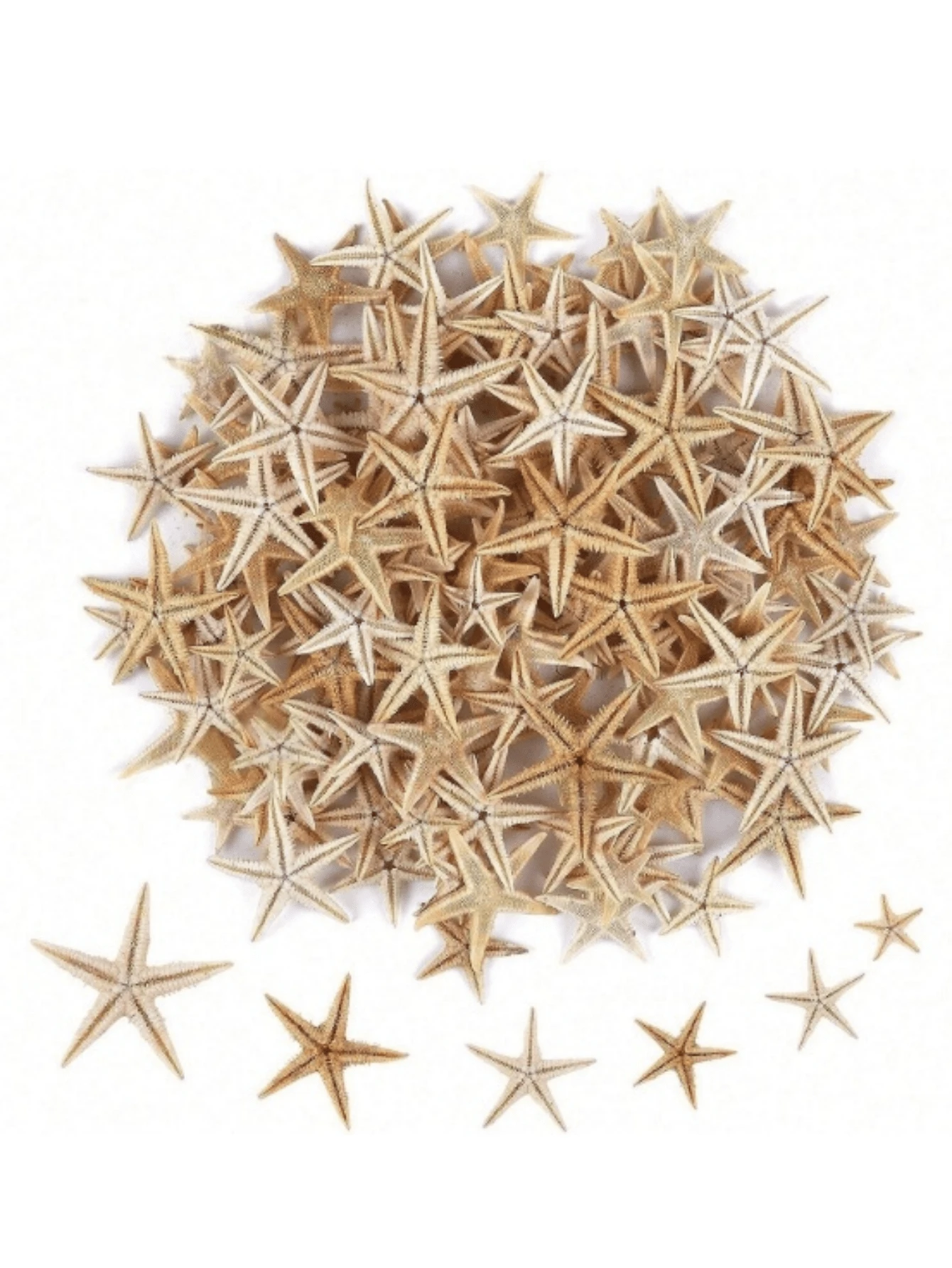 100pcs Small Sea Star, Sea Shell, Beach Craft, DIY Decoration, Handmade, Decoration - Multicolor - View 1