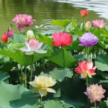 50pcs Mixed Bowl Lotus Seeds Bonsai Lotus Seeds, For Growing Water Lily Flower Aquatic Plant Seeds, Pond Plants, Non-GMO Home Garden Plant Seeds Flowering Aquatic Bonsai Plants (Nelumbo Genus) - 100 hỗn hợp - Xem 2