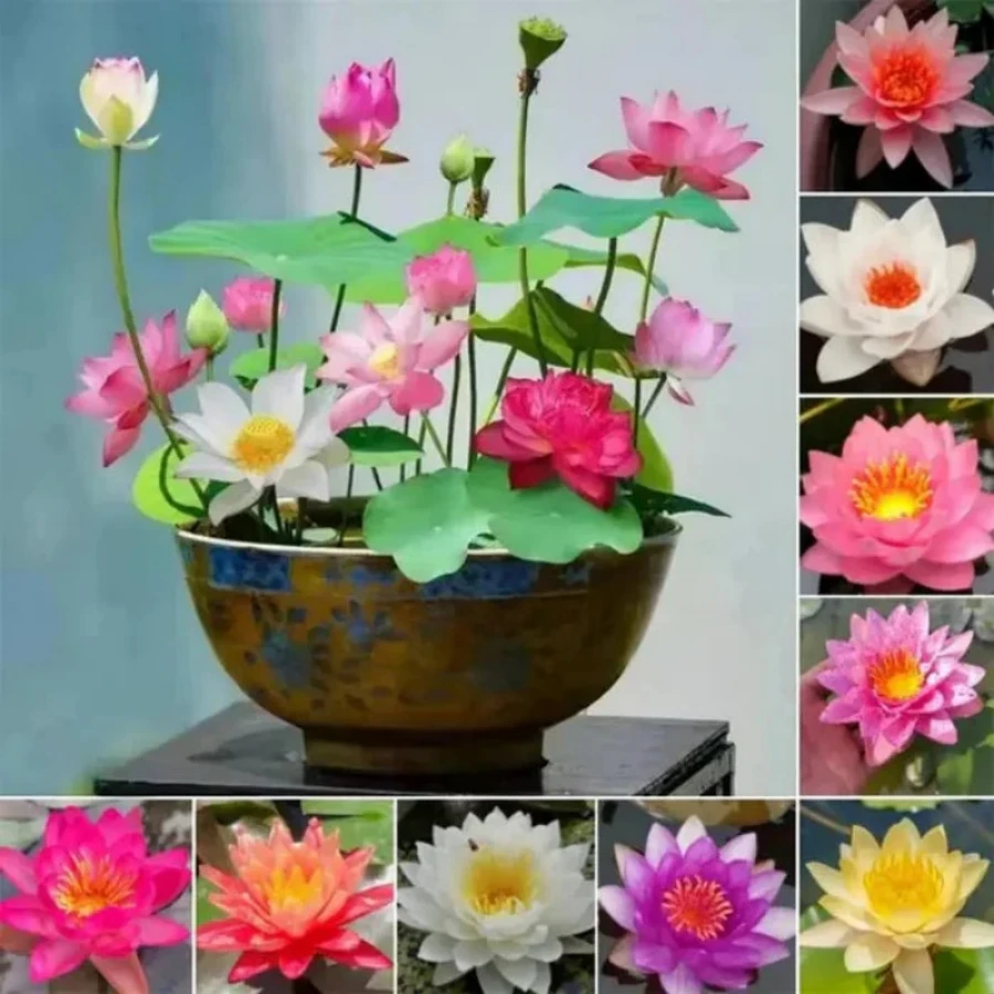 50pcs Mixed Bowl Lotus Seeds Bonsai Lotus Seeds, For Growing Water Lily Flower Aquatic Plant Seeds, Pond Plants, Non-GMO Home Garden Plant Seeds Flowering Aquatic Bonsai Plants (Nelumbo Genus) - 100 hỗn hợp - Xem 1