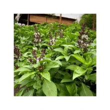 Seeds 150 THAI BASIL SEEDS FRESH FOR GARDENS US SELLER SHIPS QUICK - 1 - View 4