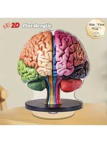 2 piezas Modelo anatómico del cerebro 2D plano de 0,3 cm de grosor con base giratoria de 360°. Decoración de escritorio de alta calidad en acrílico con regiones del cerebro codificadas por color vibrante para exhibición educativa, oficina y decoración de aprendizaje. Uso en interiores y exteriores. - Multicolor - Ver 12