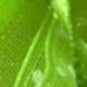 Verde Lima