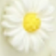 白 菊花