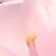彩色