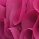 Red Violet