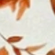 橘色