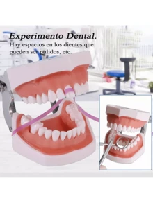 Modelo dental para cepillar hilo dental, práctica de tipodontes, modo encía, demostración anatómica visible, enseñanza, estudio, tamaño estándar - Blanco - Ver 4