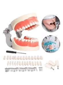 Modelo dental para cepillar hilo dental, práctica de tipodontes, modo encía, demostración anatómica visible, enseñanza, estudio, tamaño estándar - Blanco - Ver 1
