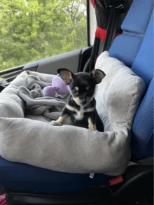 Cama/nido para mascotas para todo el año, Cama de perro para transportín de coche, Asiento elevador para perros en el coche, Cama para gatos, Con cinturón de y cuerda de tracción, Cubierta de asiento portátil con asa para mascotas, Accesorios para el coche