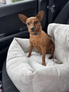 Cama/nido para mascotas para todo el año, Cama de perro para transportín de coche, Asiento elevador para perros en el coche, Cama para gatos, Con cinturón de y cuerda de tracción, Cubierta de asiento portátil con asa para mascotas, Accesorios para el coche