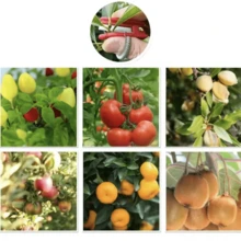 5pcs Multifunction Thumb Knife Garden Pruner Fruit Picking Device Fruit Blade Tool Cutting Blade Rings Finger Protector Catcher