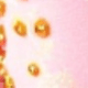 Rosa coral