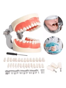 Kit de Modelos y Herramientas Odontológicas, Enseñanza Investigación, Con Resina Implantes, Ideal para Tratamientos de Endodoncia Prácticos - Blanco - Ver 1