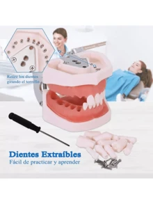 Kit de Modelos y Herramientas Odontológicas, Enseñanza Investigación, Con Resina Implantes, Ideal para Tratamientos de Endodoncia Prácticos - Blanco - Ver 4