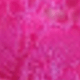 Rosa Fucsia