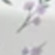虹膜