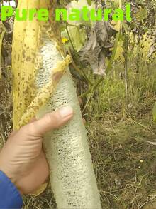 2 Stücke/1 Stück natürliche organische Luffa Schwämme, starker Peeling-Körper- & Rücken-Massagebürste, für Männer & Frauen, Erwachsene, SPA, Schönheit, tägliches Baden