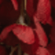 酒紅色