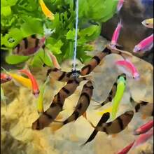 1pc Floating Old Man Fishing Decorative Figurine - Adhesive Fish Food Feeding Function For Fish Tank/Fish Pond, Dual-Purpose Aquarium Ornament For Freshwater/Saltwater Fish Tank Landscaping & Daily Fish Feeding Accessory