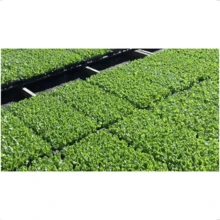 Bandejas Produção Mudas Sementeira 64 Células Plantio de diversas plantas Nutriplast - Preto - Visão 5